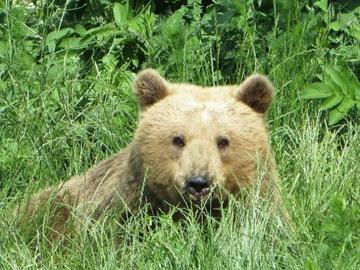 Запознайте с мечката Йета: Безспорният шампион по зимен сън в Белица