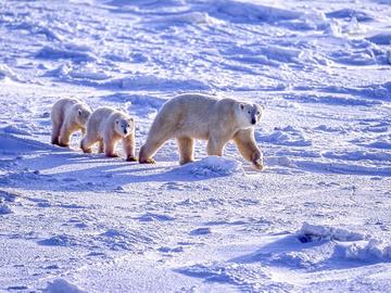 В Канада наблюдаваха рядък случай на полярна мечка, осиновила мече
