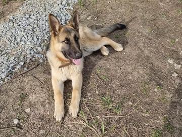 Изгубено куче