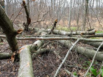 Тази зима са нападали много букови дървета
