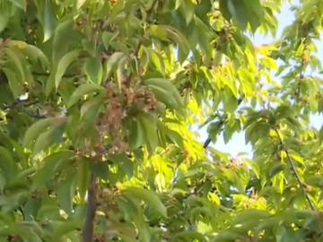 Втора поредна година бедствие: Сланата унищожи черешовата реколта в Кюстендилско