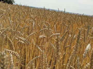 Цената на пшеницата беше по-устойчива от тази на царевицата на световните борси