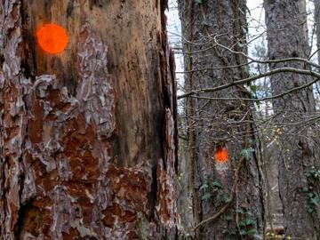 Изсъхнали борове, маркирани за санитарна сеч