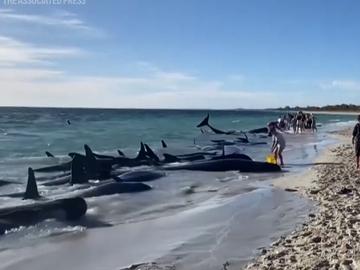 Десетки китове заседнаха на австралийски плаж