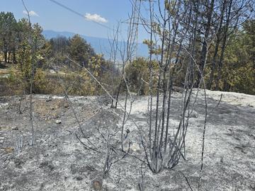 Най-големият в страната: Разраства се пожарът край Струмяни, вече обхваща 400 дка площ