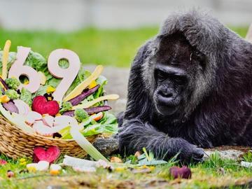 Най-възрастната горила в света навърши 69 години