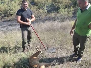 Горски от ДГС - Нови пазар спасиха млад сръндак