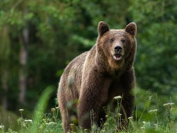 Мечка вилня в манастир край Сопот, била и в цех на ВМЗ