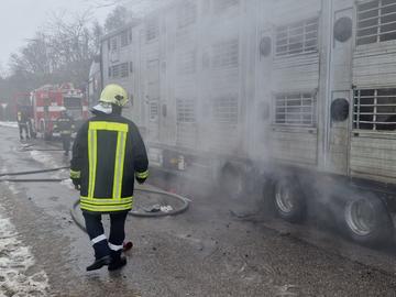 Камион със 178 живи прасета се запали на пътя край Димитровград