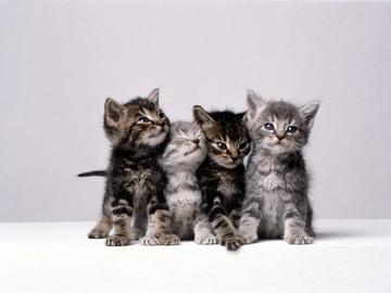 Хванаха нови "Габриела и Красимир", снимали и продавали видеа с изтезания на животни