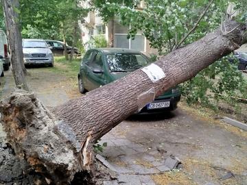 Силна буря с градушка удари София, десетки са сигналите за прекършени дървета