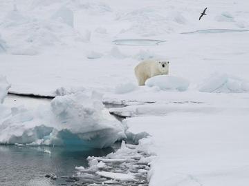 Арктическият морски лед продължава да се топи — тревожни данни за планетата