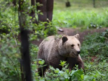 Паркът за мечки край Белица отваря врати за посетители в началото на юли