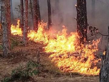 Пожар тръгна в гората над Свети Влас