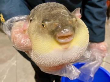 Опасна отровна риба се появи в Черно море
