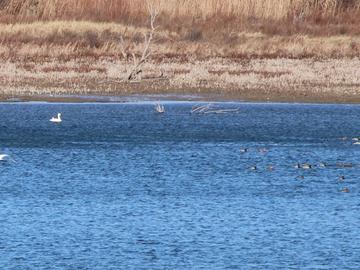 По-голям брой водолюбиви птици зимуват тази година в язовирите в Шуменско